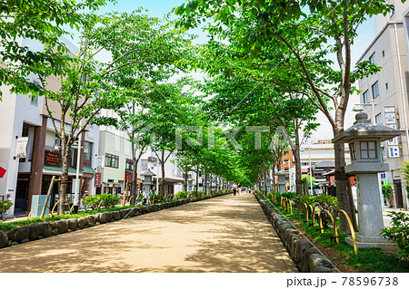 初夏の鎌倉　若宮大路　段葛 78596738