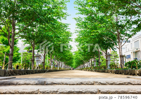 初夏の鎌倉　若宮大路　段葛 78596740