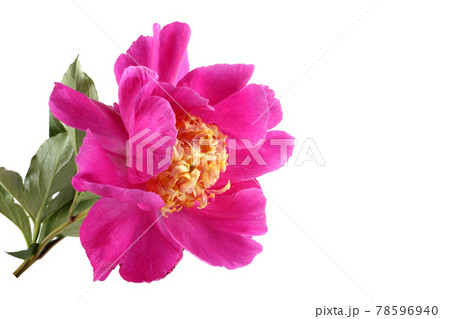 Pink peony flower 78596940