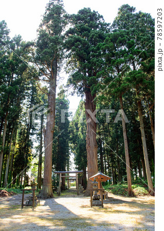 水神社の杉巨木 秋田県大仙市 水神社の杉巨木 秋田県大仙市 78597203