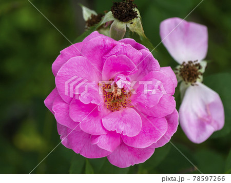 Close up Pink Damask Rose flower. Close up Pink Damask Rose flower. 78597266