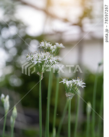 Close up Chinese Chive flower with blur background. Close up Chinese Chive flower with blur background. 78597267