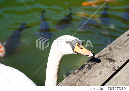 白鳥の顔 白鳥の顔 78597330
