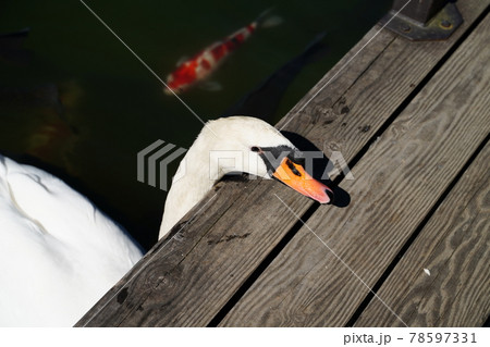 白鳥の顔 白鳥の顔 78597331