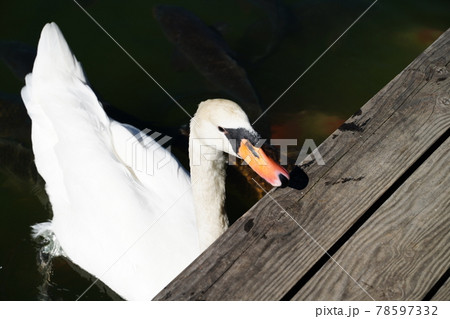 白鳥の顔 白鳥の顔 78597332