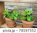 多肉植物 78597352