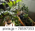 インテリアグリーン 78597353
