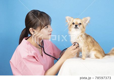 犬の診察をする女性獣医師 犬の診察をする女性獣医師 78597373