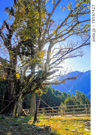 徳島県つるぎ町の赤羽根大師（日本一巨大な榎) 78597427