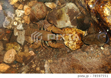 ニホンザリガニ 78597551