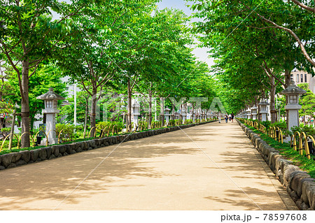 初夏の鎌倉 若宮大路 段葛 初夏の鎌倉 若宮大路 段葛 78597608
