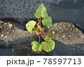 さつまいもの苗植え 78597713