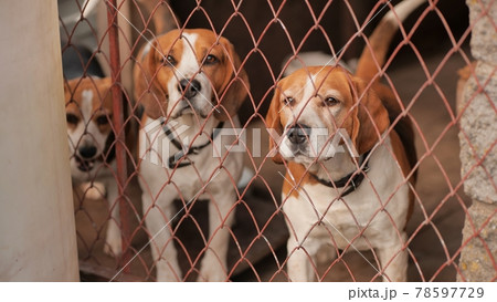 Beagley dogs behind the fence on the street. 78597729