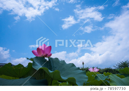 ピンク色の蓮の花と青空	 78597730
