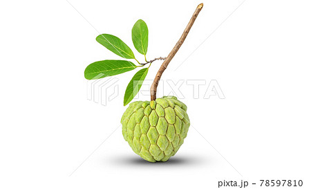 Green custard apple and leaves on a white background. 78597810