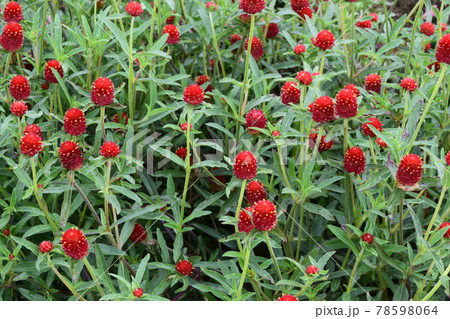 センニチコウ センニチコウ 78598064