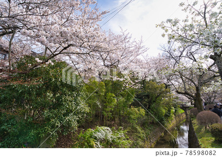 京都 哲学の道の満開の桜 京都 哲学の道の満開の桜 78598082