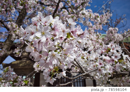 豊國神社の桜 78598104