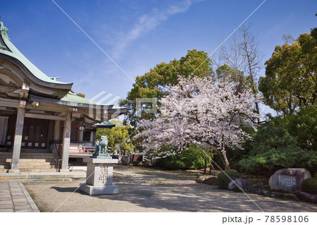 豊國神社の桜 78598106