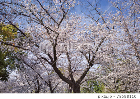 大阪城公園の美しい桜 78598110