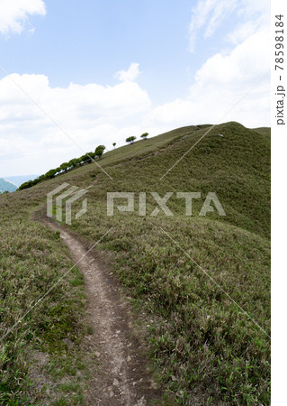 石榑峠から竜ヶ岳へと続く山頂部稜線の一面の笹原と登山道 石榑峠から竜ヶ岳へと続く山頂部稜線の一面の笹原と登山道 78598184
