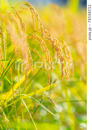 頭を垂れる稲穂と朝露　【長野県】 78598552