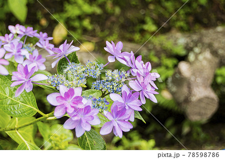 紫陽花2021 紫陽花2021 78598786