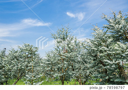 青空とユーカリの木 78598797