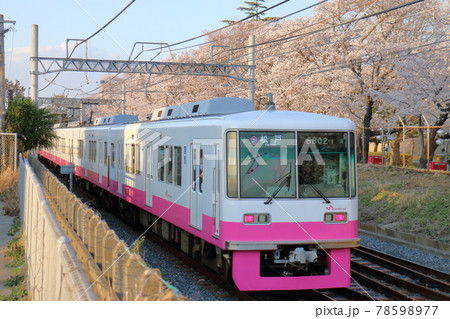 千葉県鎌ケ谷市くぬぎ山付近を通る新京成線の8800形新塗装車とさくら満開 千葉県鎌ケ谷市くぬぎ山付近を通る新京成線の8800形新塗装車とさくら満開 78598977