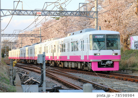 千葉県鎌ケ谷市くぬぎ山付近を通る新京成線の8800形新塗装車とさくら満開 千葉県鎌ケ谷市くぬぎ山付近を通る新京成線の8800形新塗装車とさくら満開 78598984