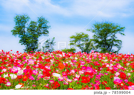 初夏の夏空バックにかわいい紅白の大輪のポピーが天に伸び咲き乱れる 78599004