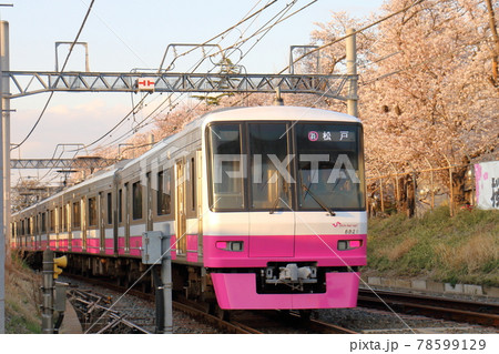 千葉県鎌ケ谷市くぬぎ山付近を通る新京成線の8900形新塗装車とさくら満開 千葉県鎌ケ谷市くぬぎ山付近を通る新京成線の8900形新塗装車とさくら満開 78599129