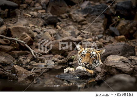 Indian wild royal bengal tiger resting on rocks and cooling off her body in cold water at ranthambore national park or tiger reserve sawai madhopur rajasthan india - panthera tigris tigris 78599163