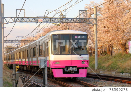 千葉県鎌ケ谷市くぬぎ山付近を通る新京成線の8900形新塗装車とさくら満開 78599278