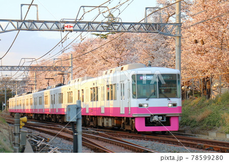 千葉県鎌ケ谷市くぬぎ山付近を通る新京成線の8800形新塗装車とさくら満開 78599280