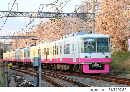 千葉県鎌ケ谷市くぬぎ山付近を通る新京成線の8800形新塗装車とさくら満開 78599282