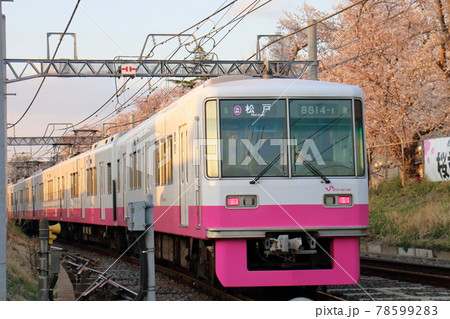 千葉県鎌ケ谷市くぬぎ山付近を通る新京成線の8800形新塗装車とさくら満開 千葉県鎌ケ谷市くぬぎ山付近を通る新京成線の8800形新塗装車とさくら満開 78599283