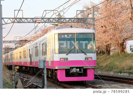 千葉県鎌ケ谷市くぬぎ山付近を通る新京成線の8800形新塗装車とさくら満開 千葉県鎌ケ谷市くぬぎ山付近を通る新京成線の8800形新塗装車とさくら満開 78599285