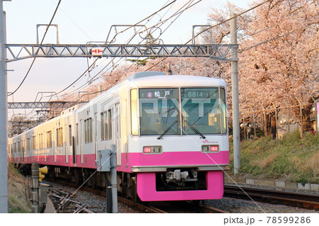 千葉県鎌ケ谷市くぬぎ山付近を通る新京成線の8800形新塗装車とさくら満開 78599286