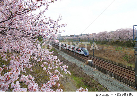 千葉県白井市付近北総線を通る京成電鉄成田スカイアクセスと満開のさくら 千葉県白井市付近北総線を通る京成電鉄成田スカイアクセスと満開のさくら 78599396