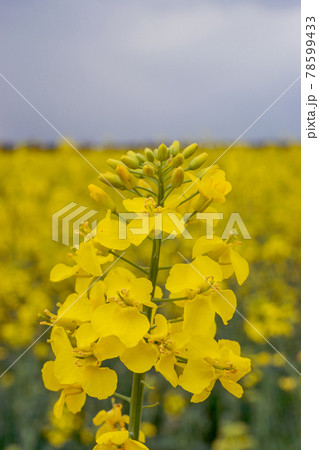 Canola field. Rapeseed plant, colza rapeseed...の写真素材