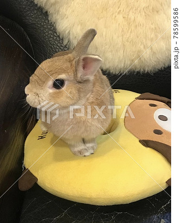 バニー うさぎ 子うさぎ 78599586