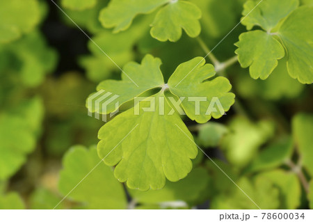 Common columbine Common columbine 78600034