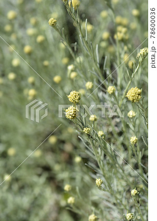 Italian everlasting flowers 78600036
