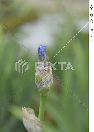 Tall bearded iris Blue Sapphire 78600037