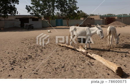 Two white donkeys search the village square in an African village for the sparse food. 78600075
