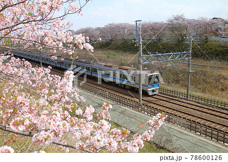 千葉県白井市付近北総線を通る北総鉄道の7500形電車と満開のさくら 78600126