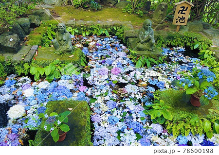 鎌倉 長谷寺 卍池 78600198