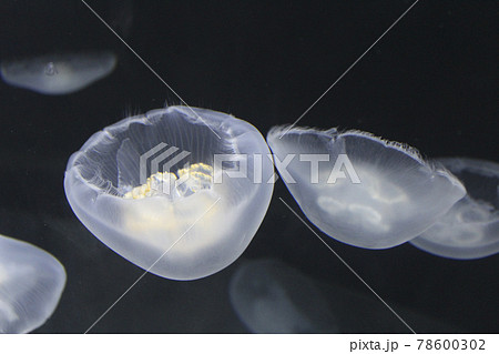 クラゲ クラゲ 78600302