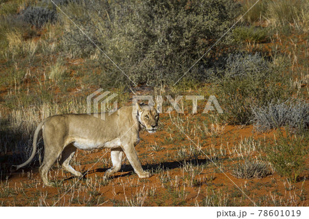 African lion in Kgalagadi transfrontier park, South Africa African lion in Kgalagadi transfrontier park, South Africa 78601019